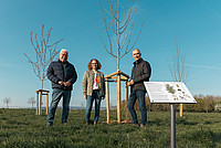 Ortsbürgermeister Erhard Friesenhan, Landschaftsarchtiektin Inga Müller (Stadt Detmold) und Beigeordneter Thorsten Paulussen (Stadt Detmold) freuen sich über drei neue Zitterpappeln auf dem Gelände des Detmolder Baumlehrpfades.