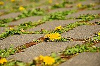 Sonnenblumen, die zwischen Pflastersteinen wachsen