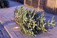 Weihnachtsbaumabholung nach Weihnachten an der Bordsteinkante