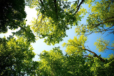 Laubbäume mit Blick auf den blauen Himmel