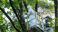 Ein Mann in einem weißen Schutzanzug entfernt ein Nest des Eichenprozessionsspinners von einem Baum