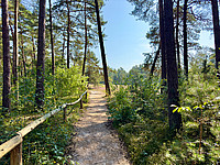 Wanderweg vom Wald zu einer blühender Heidefläche der Senne