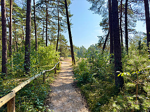 Wanderweg vom Wald zu einer blühender Heidefläche der Senne