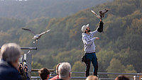 Falkner der Adlerwarte Berlebeck mit einem Greifvogel auf der Freiflugtribüne