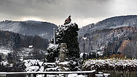 Ein Adler sitzt auf der Schaubühne der Adlerwarte und rundherum ist die schneebedeckte Landschaft zu sehen