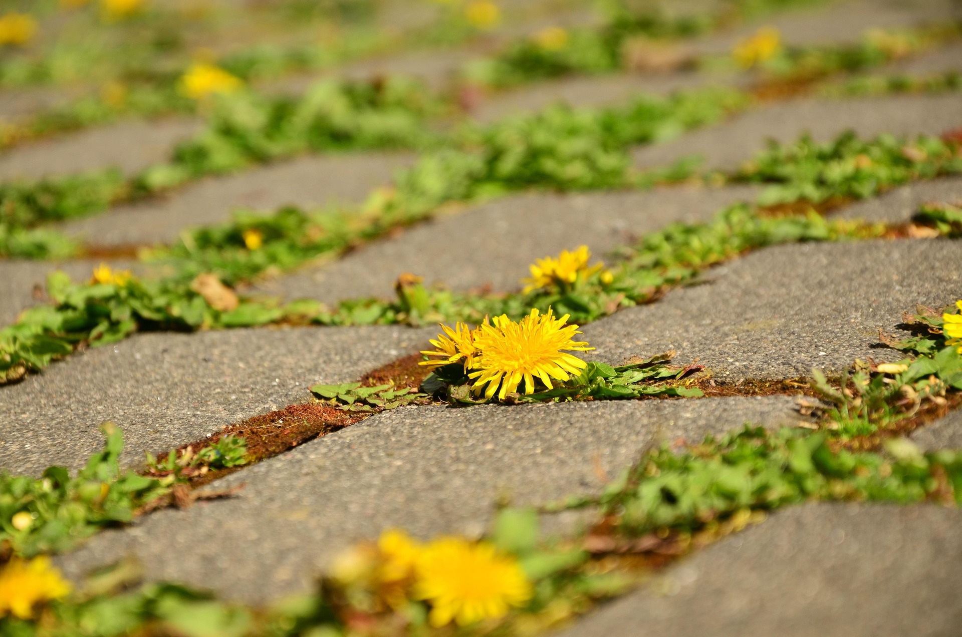 Sonnenblumen, die zwischen Pflastersteinen wachsen