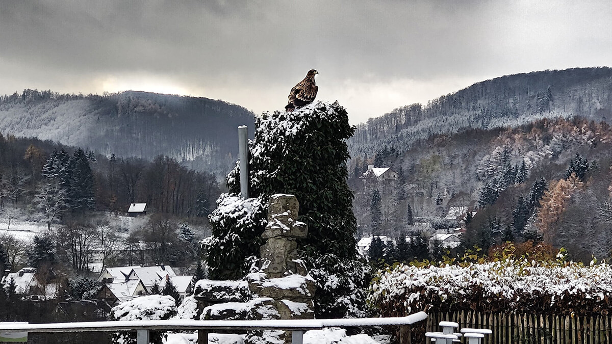 Ein Adler sitzt auf der Schaubühne der Adlerwarte und rundherum ist die schneebedeckte Landschaft zu sehen