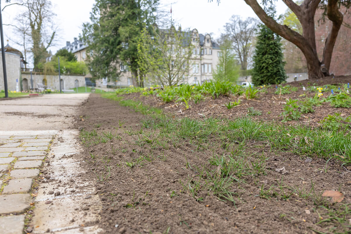 Nahaufnahme der Rasensanierung im Schlosspark