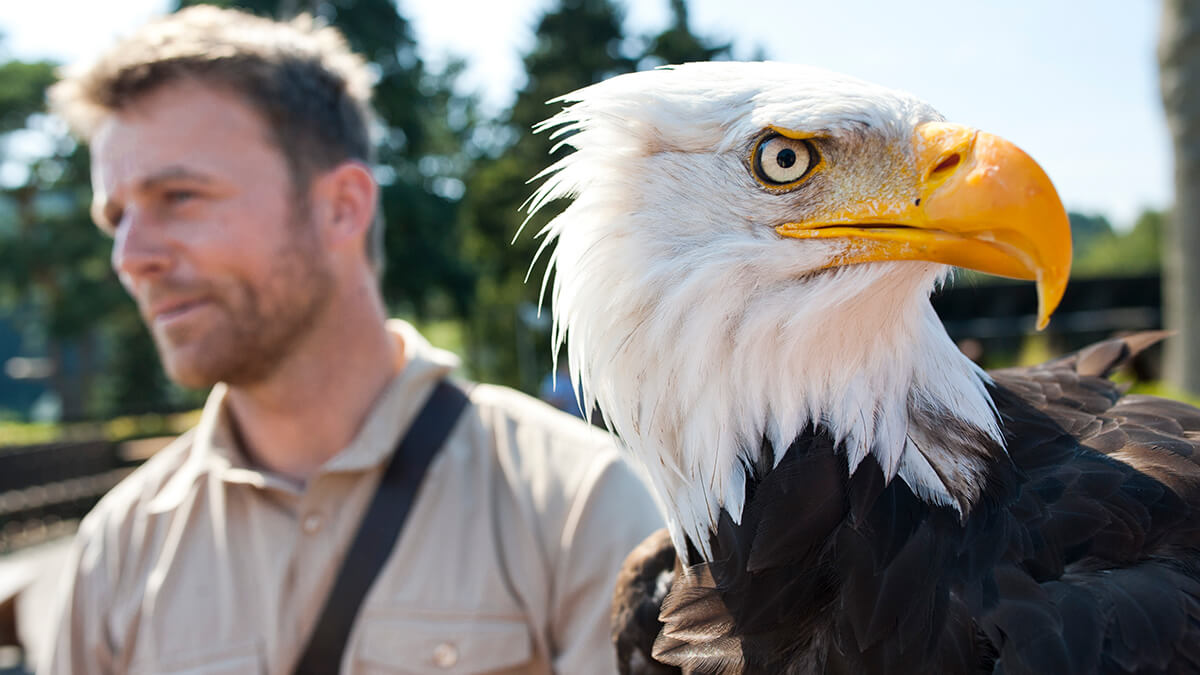 Nahaufnahme eines Adlers der Adlerwarte Berlebeck auf dem Arm eines Falkners