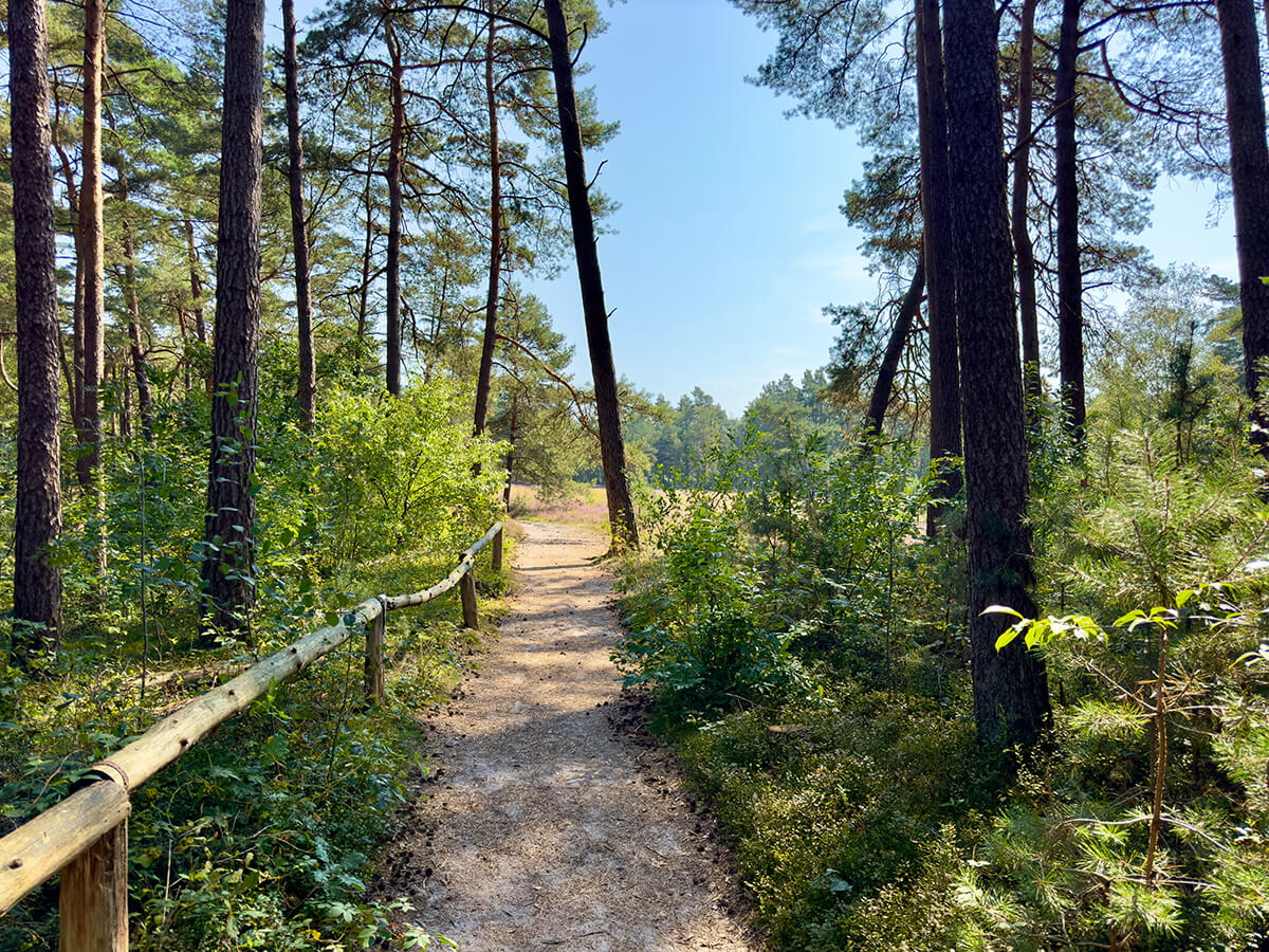 Wanderweg vom Wald zu einer blühender Heidefläche der Senne